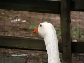 你妈喊你回家吃鹅肉