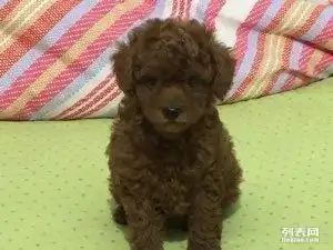 自家狗狗下的红色小泰迪