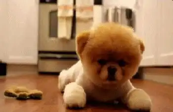 狗狗营养膏吃多少