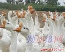 扬州白鹅多少钱一只供应商江苏龙庙四海养殖购销站