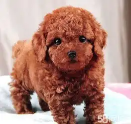 贵宾犬贵妇犬泰迪狗宠物狗交易,价格,发布信息第26页网上114