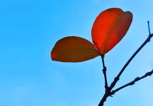 片片红叶然秋色