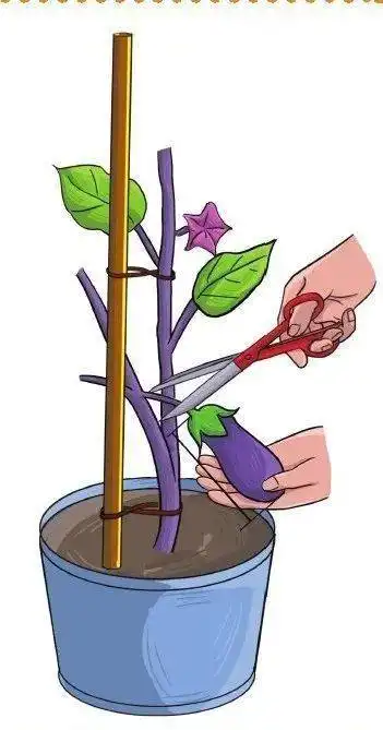 当收获茄子后,剪掉部分茄子的旧枝,新枝就会继续长出来