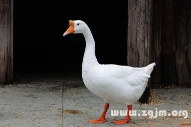 梦见鹅