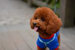 泰迪拉稀打嗝怎么办,泰迪拉肚子还打嗝怎么办