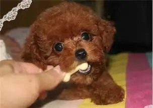泰迪狗肠胃不好有什么症状泰迪肠胃不好怎么调理