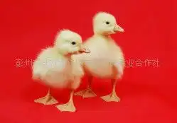 我社长期彭州大白鹅,体型大,生长周期短,抗病性强大白鹅价格