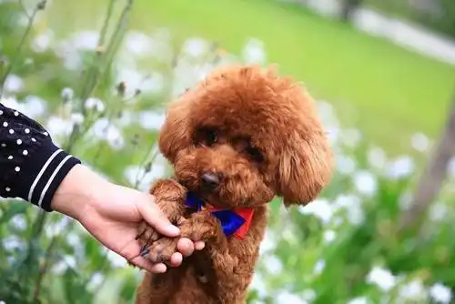 有人说泰迪犬不好养泰迪风评被害