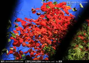 秋色红叶