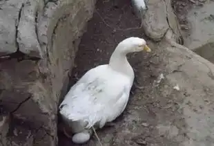 鹅产蛋量上不去的原因