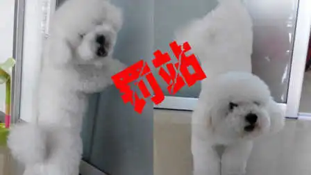 2只泰迪狗狗罚站