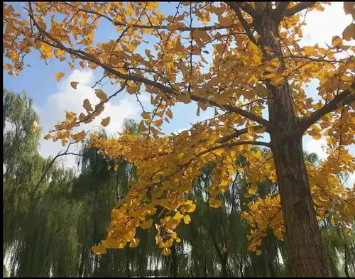 高校秋景c位出道有你们学校嘛