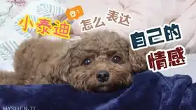 养了8年的泰迪狗狗,突然不吃不喝好几天了,不知道怎么办才好