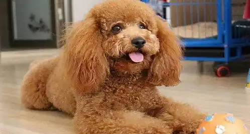 泰迪犬这4个部位,一个比一个重要,最好别用力打