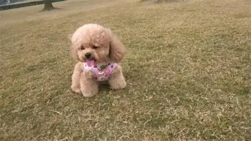 两个月泰迪咳嗽怎么办,2个月的泰迪感冒咳嗽怎么办