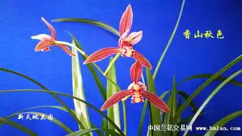 请欣赏紫红花香山秋色