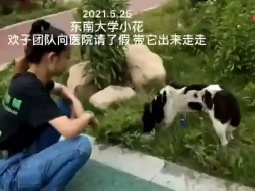 东南大学出资救治流浪狗开除保安,学生充分体现了我校行政水平