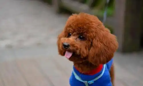 泰迪生产的时候主人应该怎么办