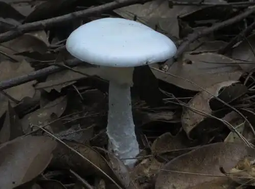 带您了解毒蘑菇欧氏鹅膏