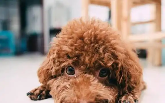 说不出的痛泰迪犬这些表现,不是在撒娇,是在向你求救
