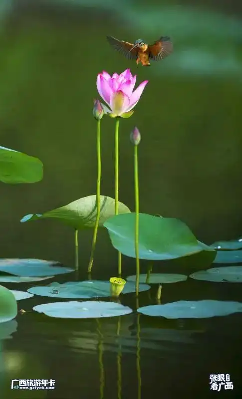 太美了靖西鹅泉百亩荷花盛开,等你流连藕花深处广西旅游年卡