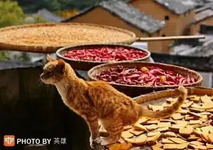 你打江南走过,却醉倒在这一场徽州秋色里