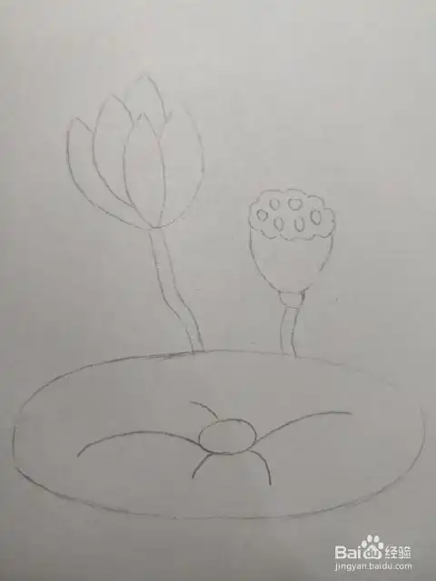 简笔画画荷花2