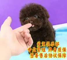 泰迪熊幼犬售后签协议三年联保看狗父母