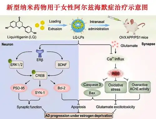 天津大学联合研发阿尔兹海默症女性特异性纳米药,守护她健康