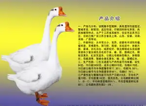 扬州三花鹅山东盛鲁鹅业