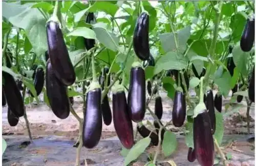 如何增加茄子产量延缓植株衰退是关键