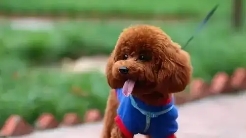 为什么泰迪有泪痕这几招教你解决,告别泪痕问题
