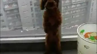 2只泰迪狗狗罚站
