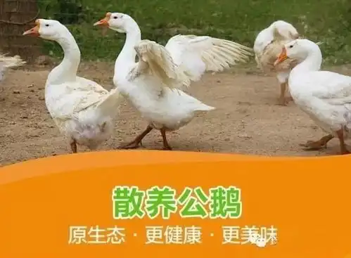 十月上新啦柴火鸡柴火鹅柴火鱼满是儿时的味道