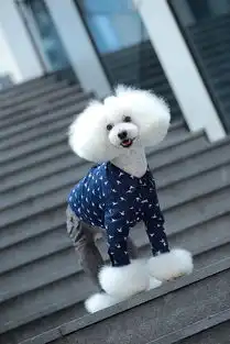 贵宾犬和泰迪狗是一种狗吗
