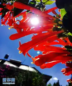 高清春城昆明秋景迷人