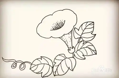 简笔画怎么画喇叭花