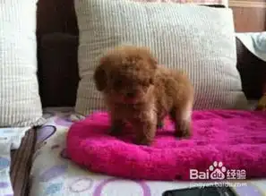 如何挑选健康纯种泰迪狗狗