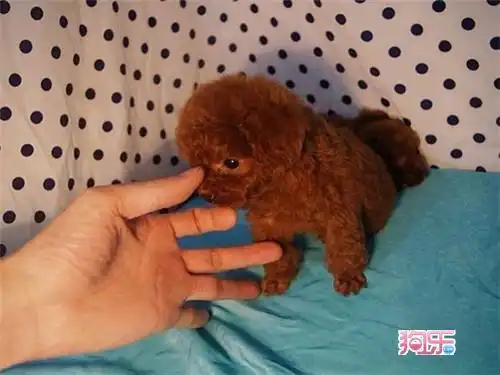 小泰迪狗的喂养方法