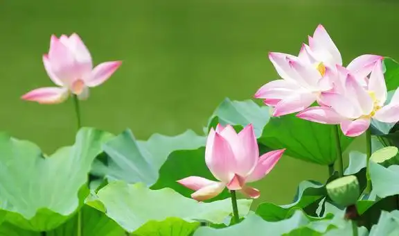 此诗啰里啰嗦,却结终咏鹅的地位,专家在研究怎么把它唱出