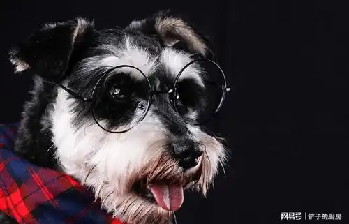 不养雪纳瑞犬的5个理由,哪个能戳中你的心