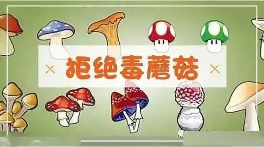 警惕野生毒蘑菇可致命,切记勿采勿卖勿买勿食