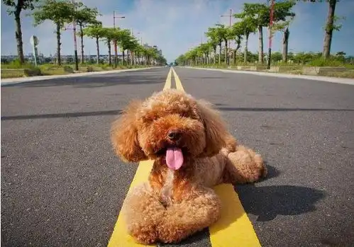 泰迪狗长腿短腿哪个好