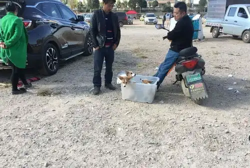 纯种柯基卖价两千元,狗贩一分不少买家要求提供血统证明
