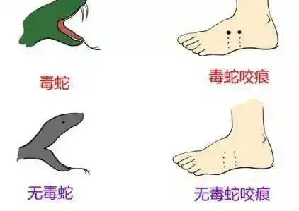 校园惊现怪蛇,消防员急捉拿