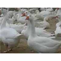 河南鹅苗厂家