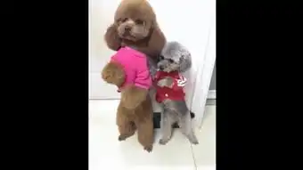 虐打泰迪狗