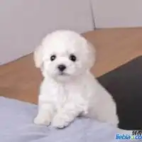 纯泰迪狗多少钱一只纯种泰迪犬价格买纯种泰迪犬联系我吧