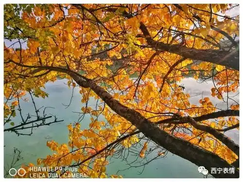 秋色渐浓时,最美黄河秋景