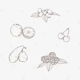 手绘水果线稿素材图片免费下载千库网